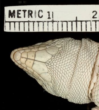 Media type: image;   Herpetology R-22188 Aspect: head ventral